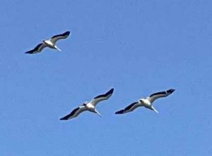 White Pelicans above Fanshawe Lake